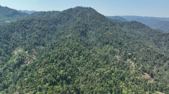 Tín chỉ các-bon rừng: Hướng đột phá để Nghệ An tăng trưởng xanh